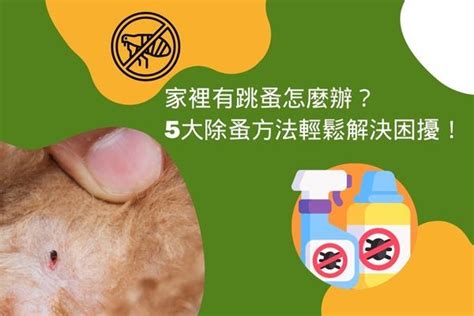 家有跳蚤|家裡有跳蚤怎麼辦？5大除蚤方法輕鬆解決困擾